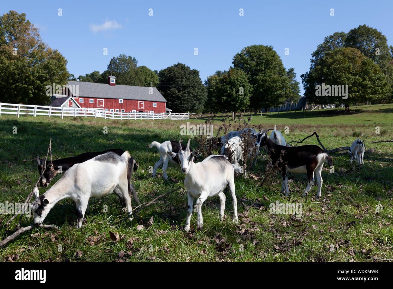 Goats At A Tobacco Barn In Windsor Connecticut Stock Photo
