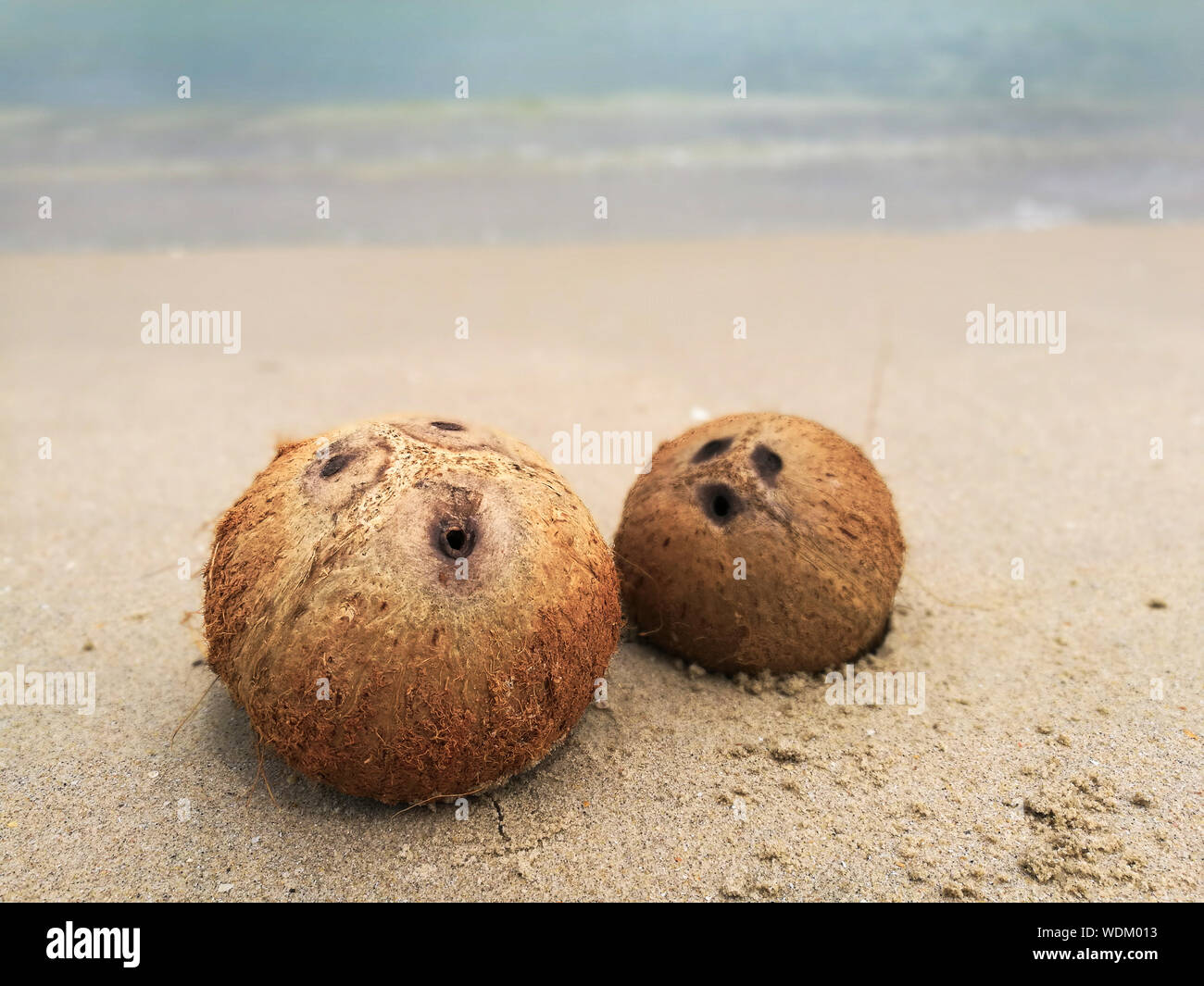 Closeup Of Coconuts On Beach Stock Photo Alamy