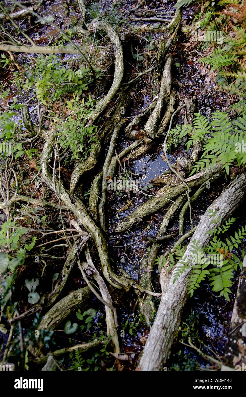High marsh plants hi-res stock photography and images - Alamy