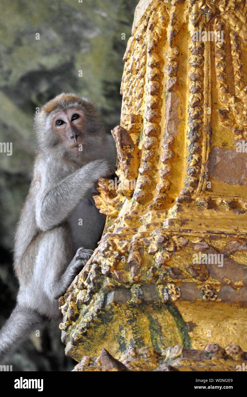 Low Angle View Of Monkey On Temple Column Stock Photo