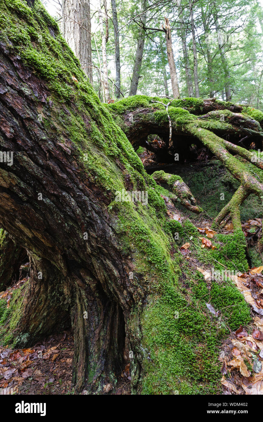 Moss covered pine tree in the New Hampshire White Mountains during the ...