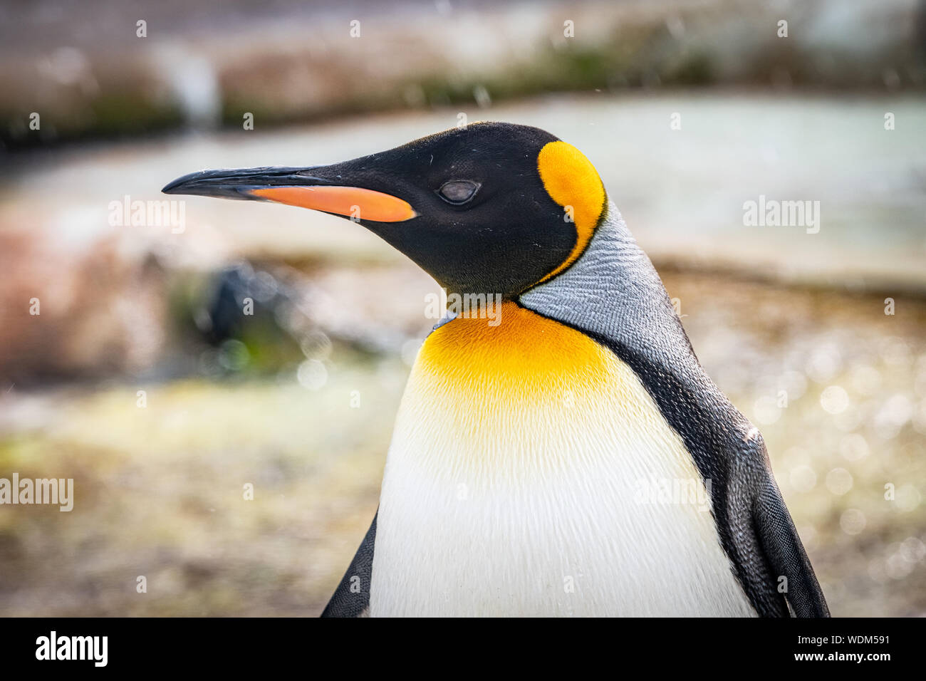 Edinburgh zoo penguin 2019 hi-res stock photography and images - Alamy