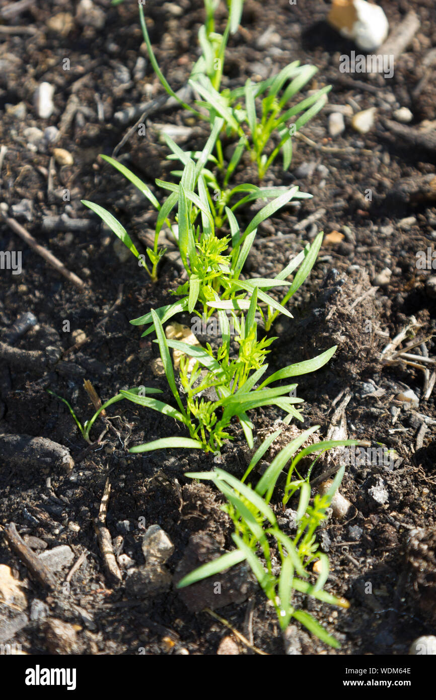 Carrot seedlings hi-res stock photography and images - Alamy