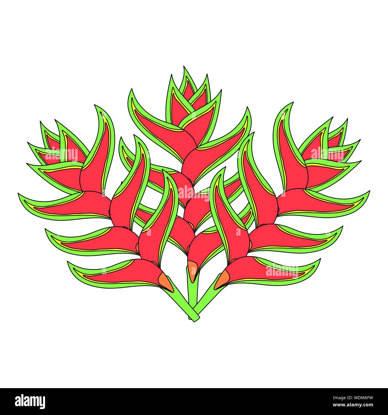 tropical beauty heliconias exotic plants vector illustration design ...