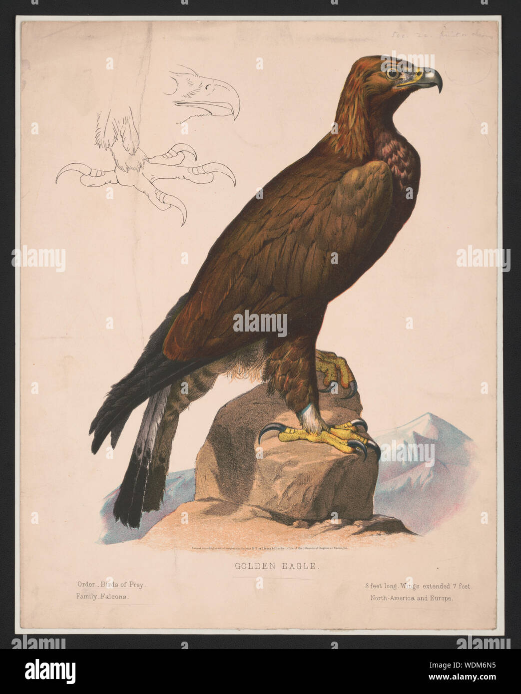 Golden Eagle Abstractmedium 1 Print Color Lithograph