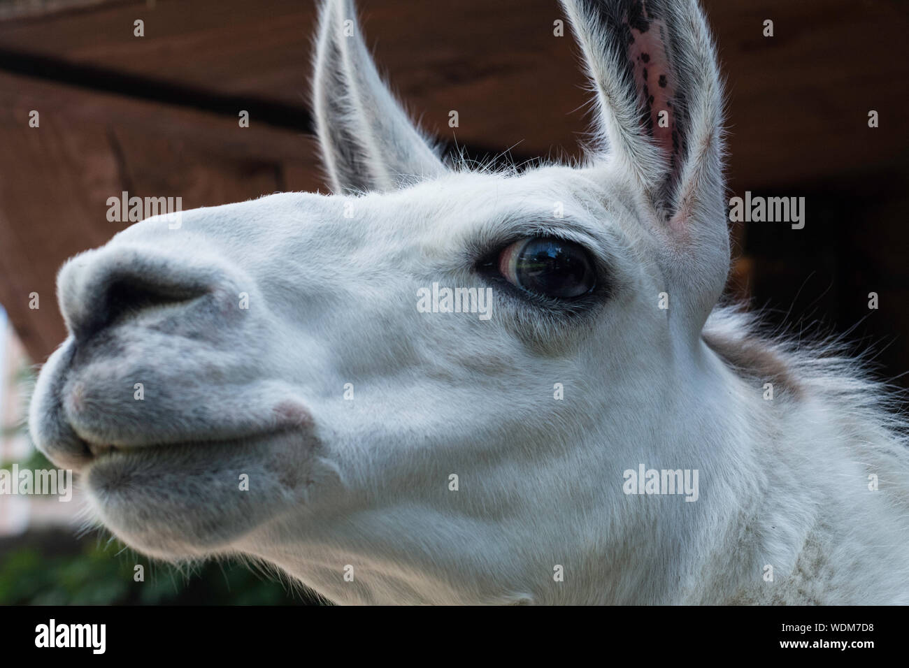 Wild animals of peru hi-res stock photography and images - Alamy