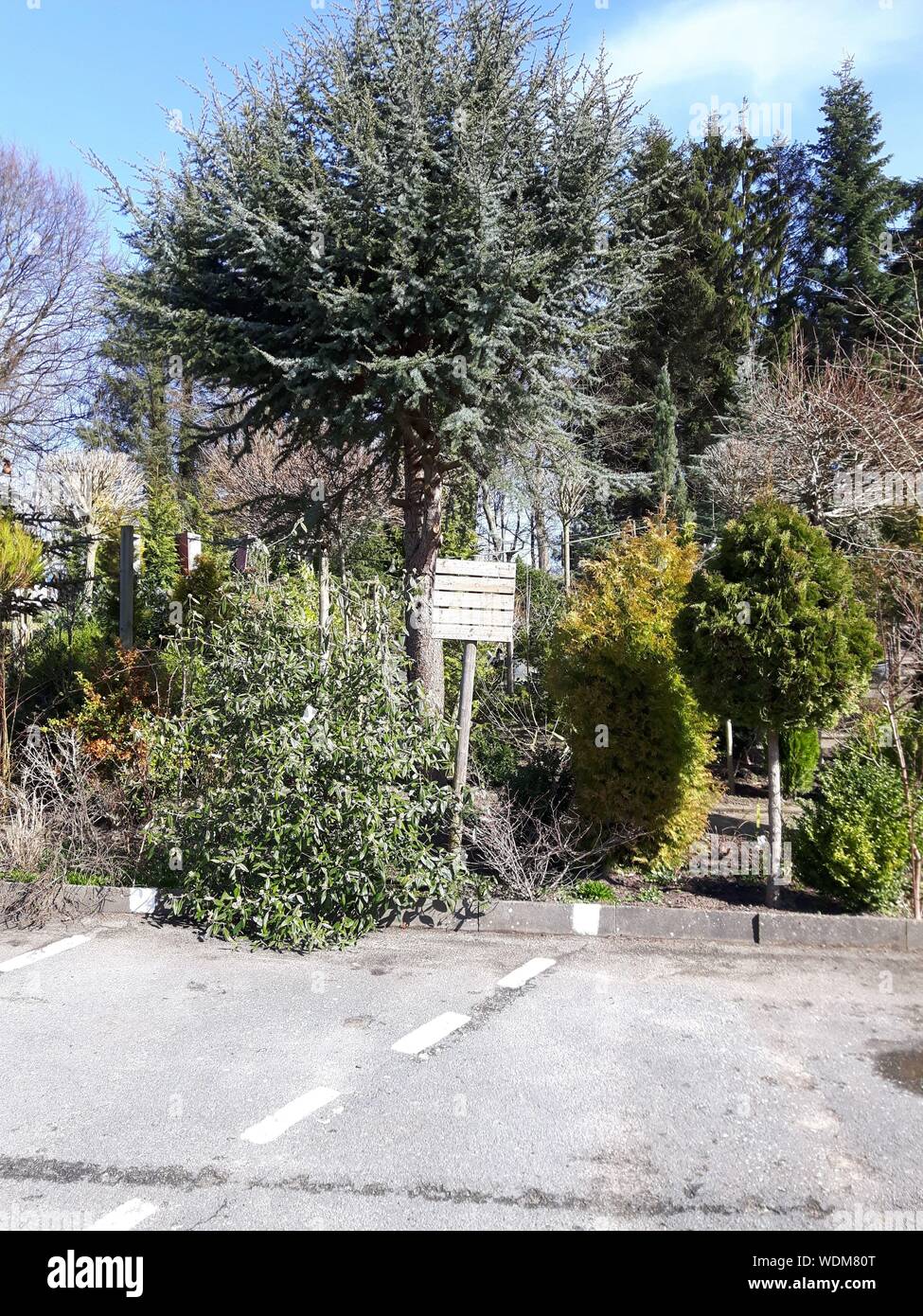 Footpath With Trees In Background Stock Photo - Alamy