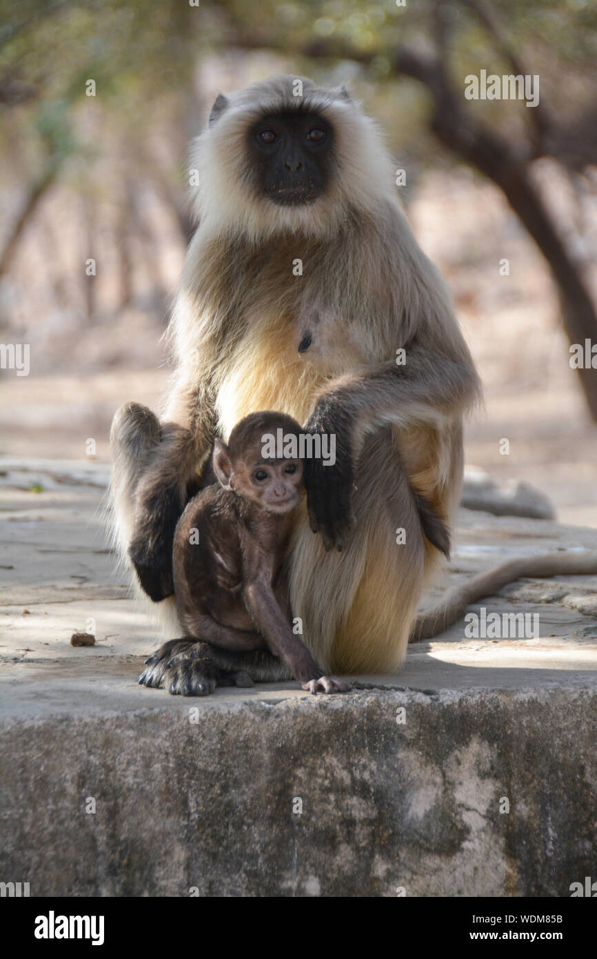 Monkeys, the wild and domestic animals of India Stock Photo - Alamy Monkeys, the wild and domestic animals of India Stock Photo - Alamy