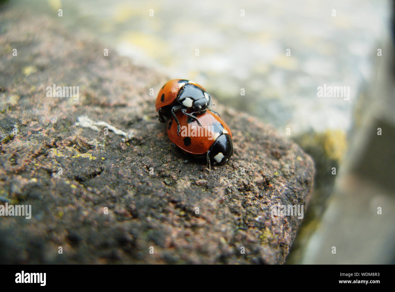 Close-up Of Ladybugs Mating Stock Photo - Alamy