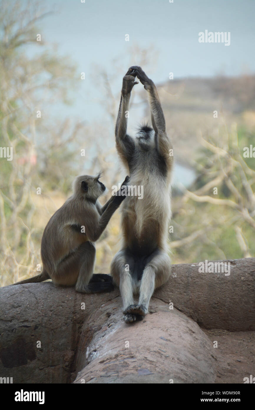 Monkeys, the wild and domestic animals of India Stock Photo