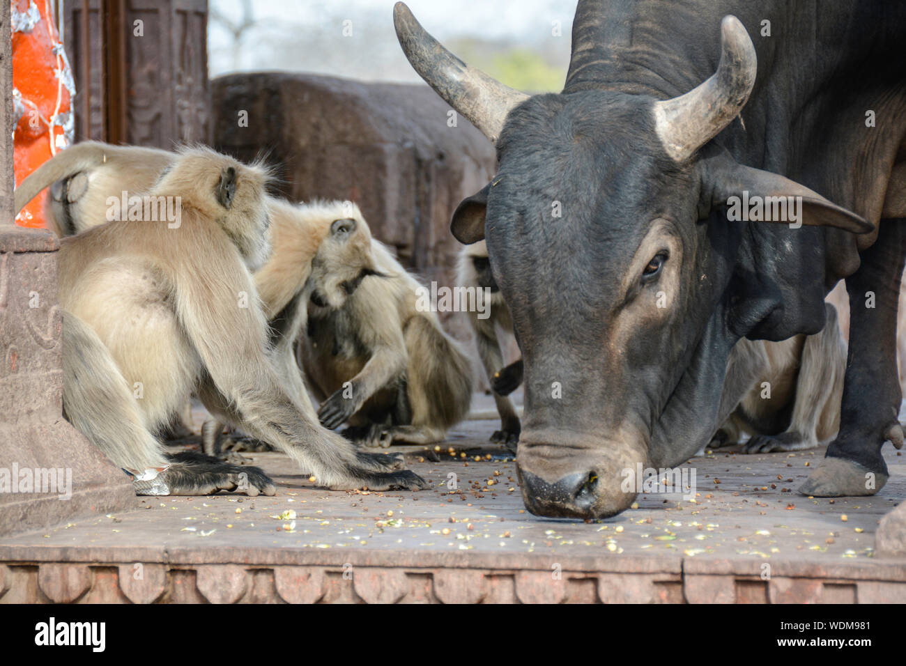 Hunting Monkeys High Resolution Stock Photography and Images Alamy