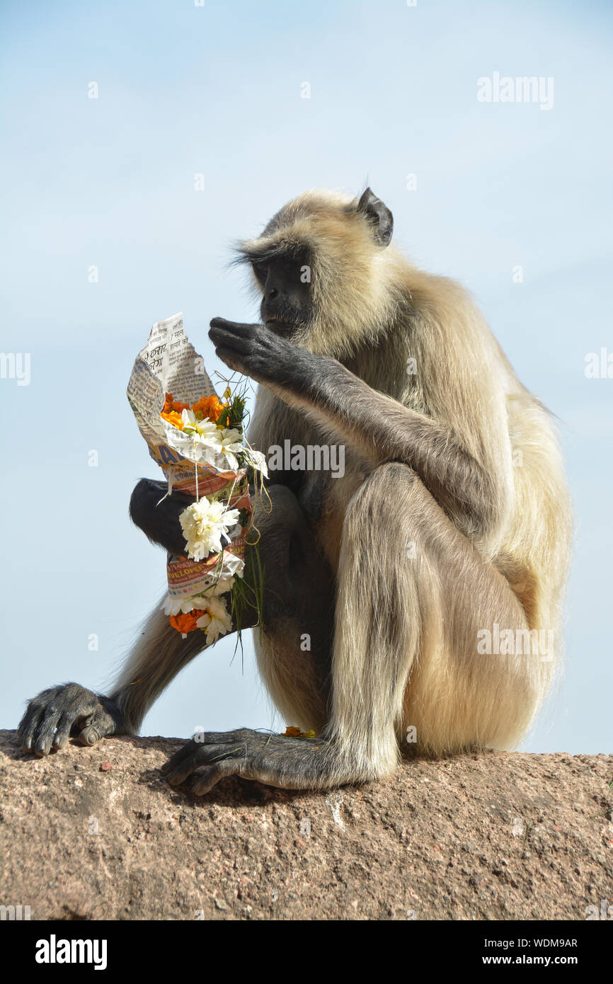 Monkeys, the wild and domestic animals of India Stock Photo - Alamy