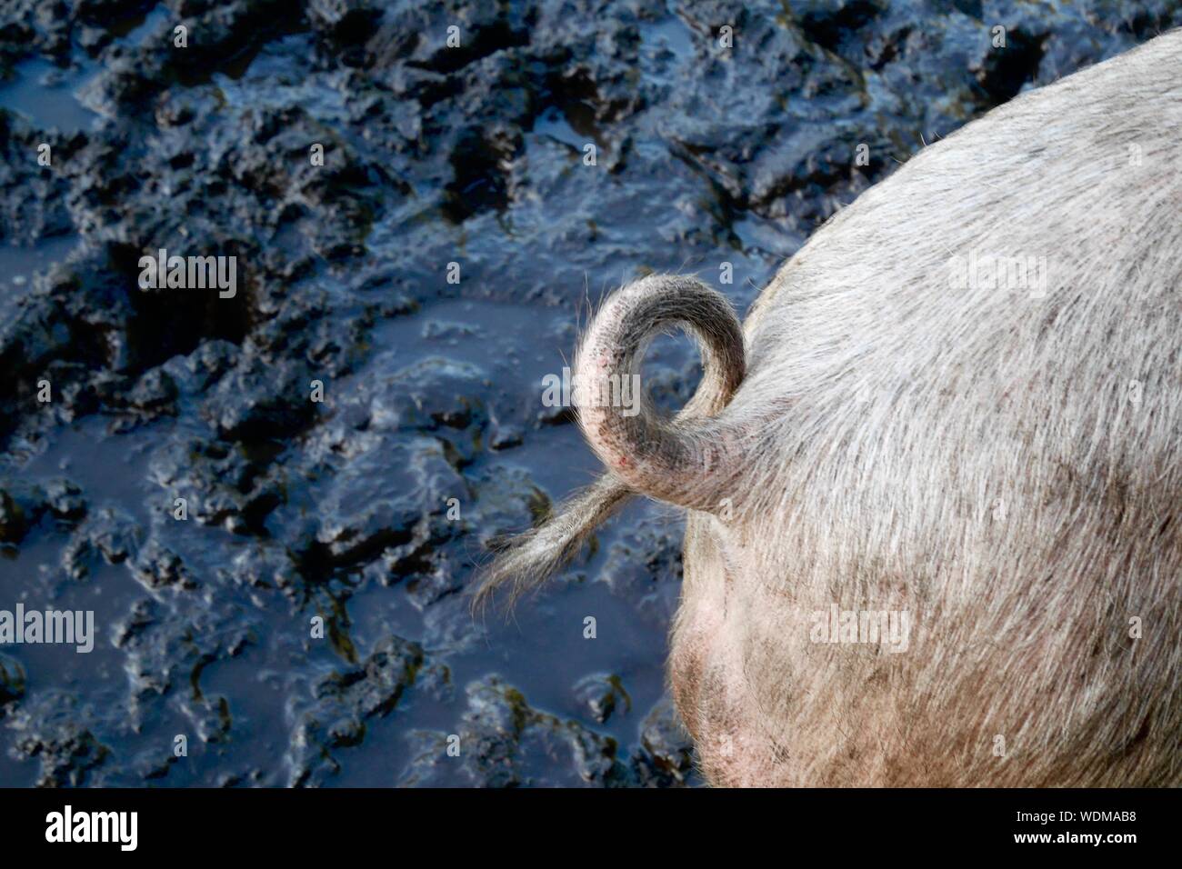 Close-up Of Curly Pigtail Against Mud Stock Photo