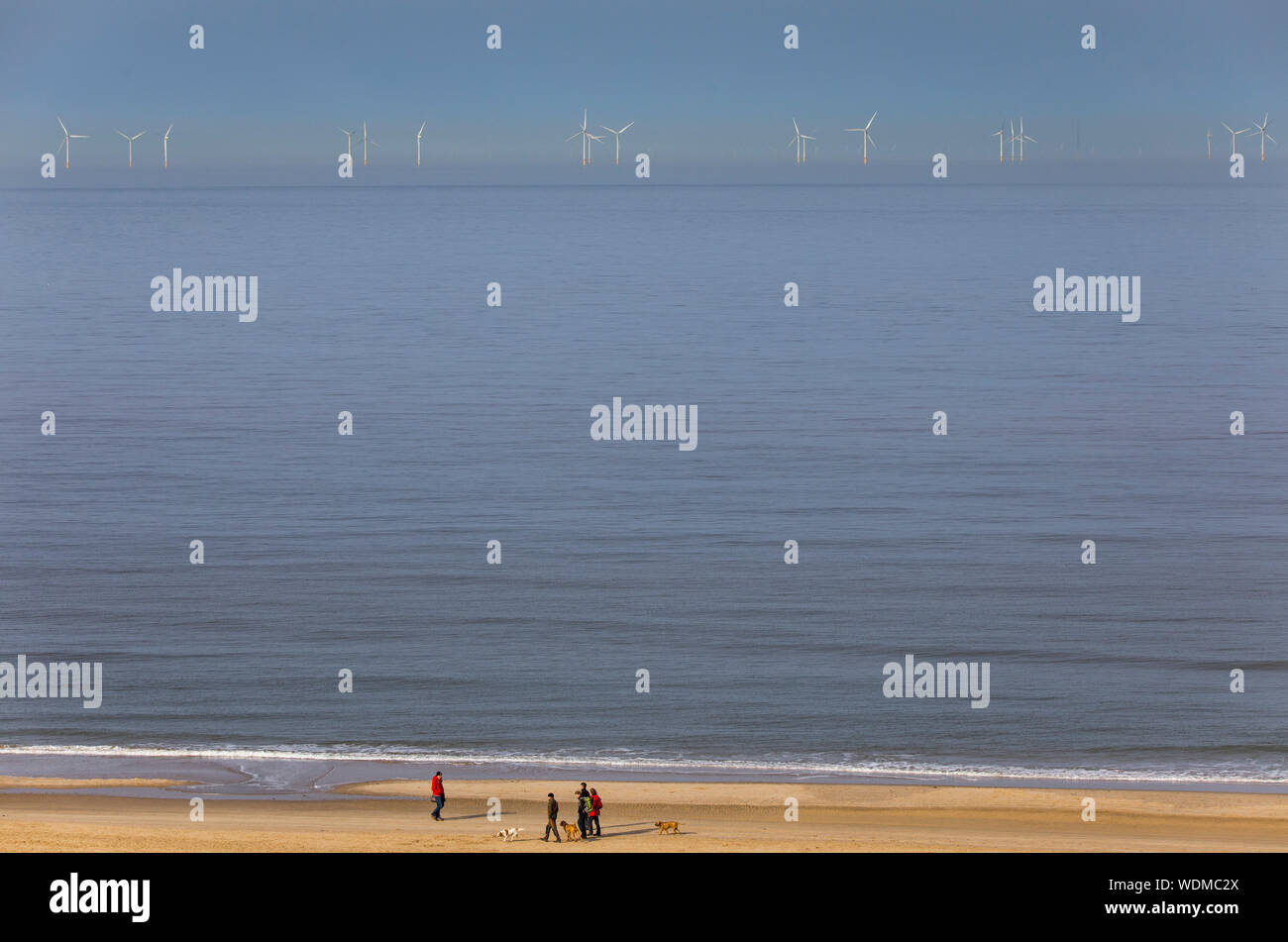 Walker on the North Sea beach of Egmond aan Zee, North Holland