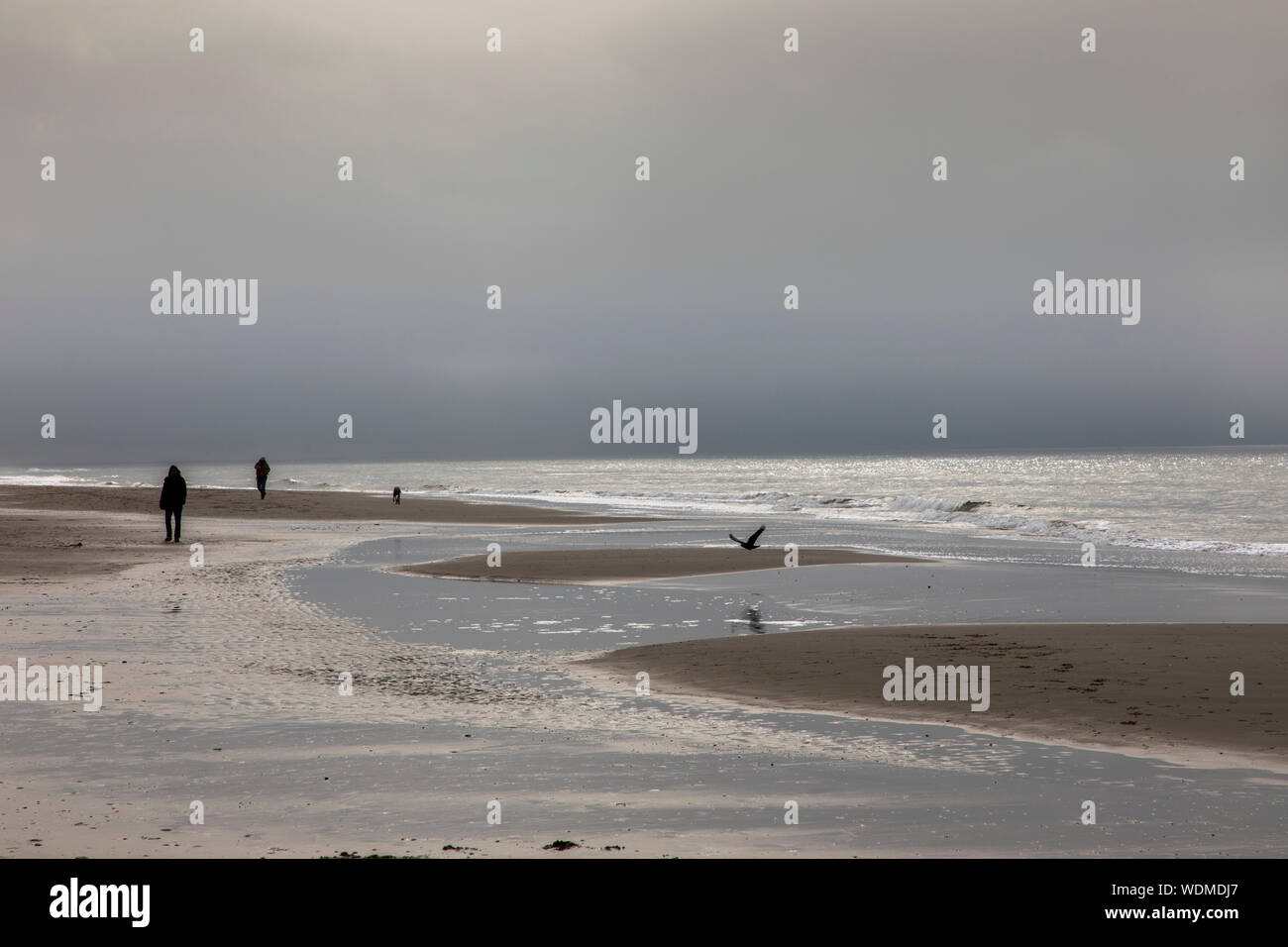Walker on the North Sea beach of Egmond aan Zee, North Holland, Netherlands, Stock Photo