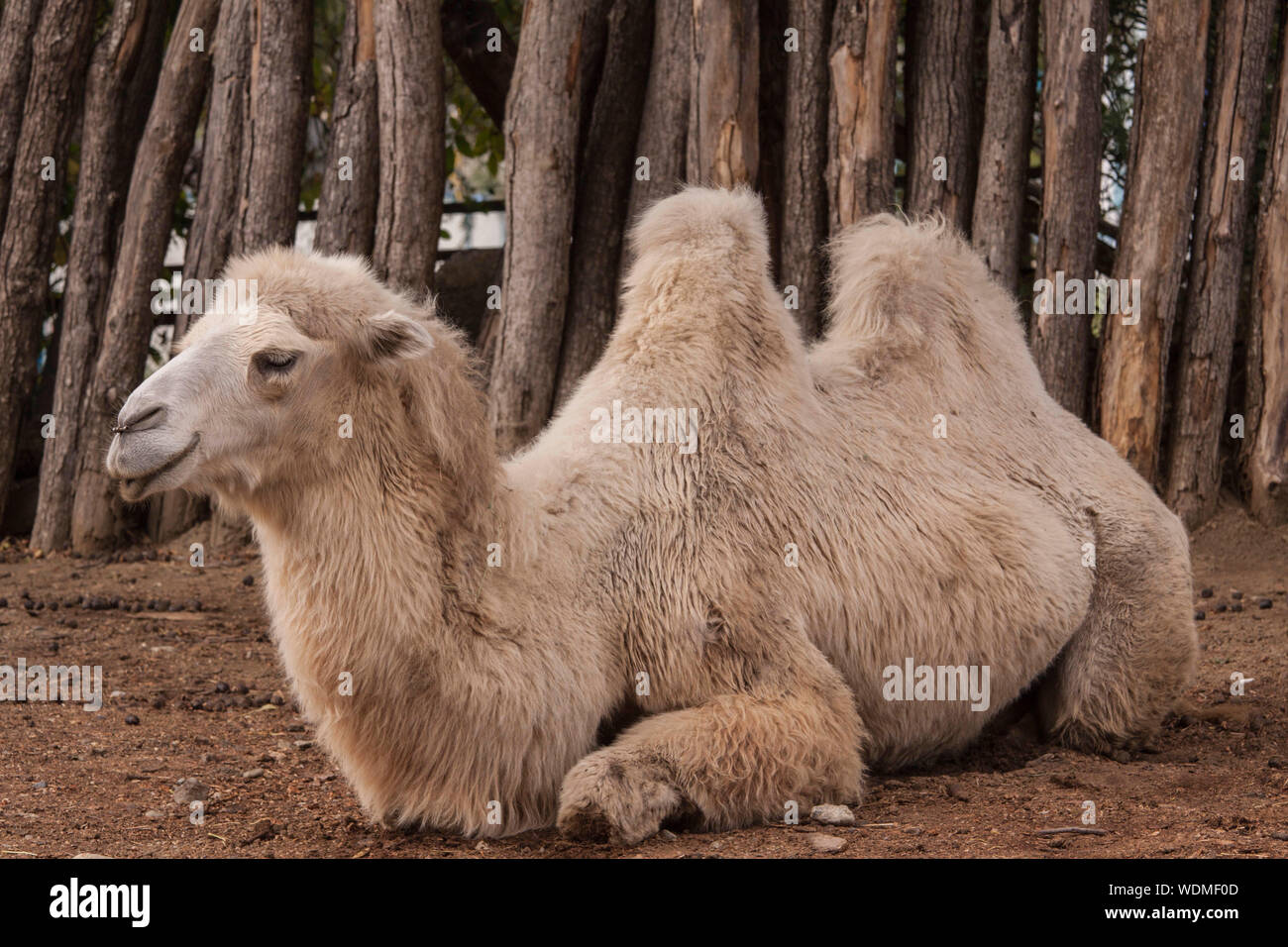 Camel Sleeping High Resolution Stock Photography and Images - Alamy