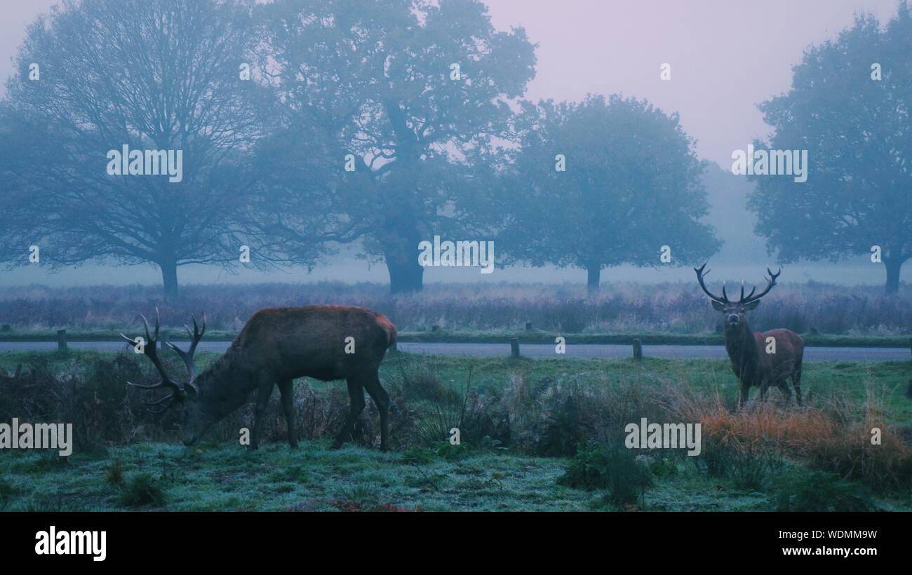 Two Red Deer On Field At Foggy Weather Stock Photo Alamy