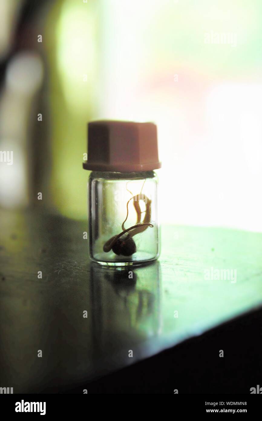 Close-up Of Bean Sprout In Small Bottle On Table Stock Photo