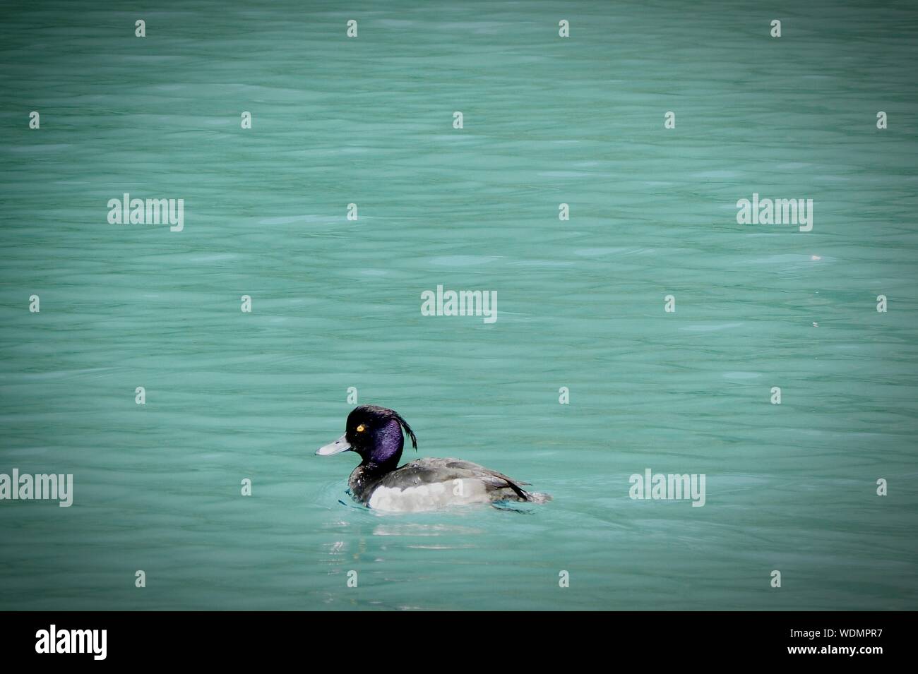 Tufted Duck Swimming In Lake Stock Photo