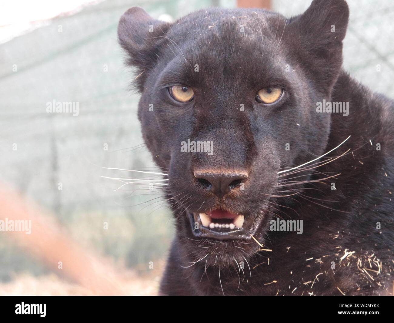 Black leopard wildlife hi-res stock photography and images - Alamy