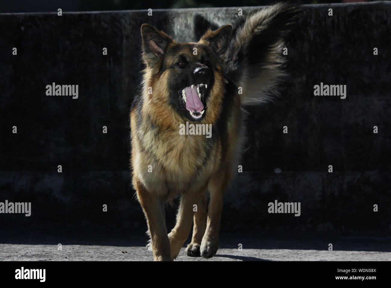 German Shepherd Dog Barking High Resolution Stock Photography and