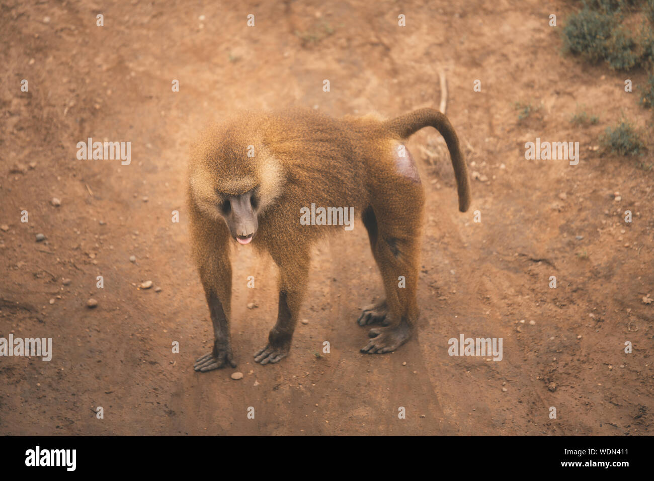 Lone adult Guinea Baboon walks across dusty muddy ground Stock Photo