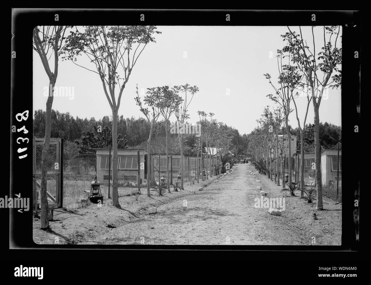 Government Stud Farm, Acre. An avenue[?] of chicken runs Abstract/medium: G. Eric and Edith Matson Photograph Collection Stock Photo