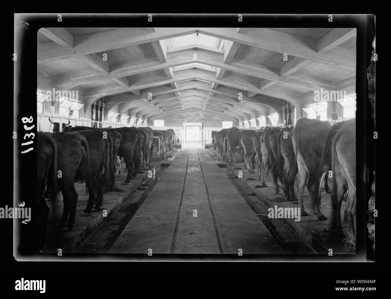 Government Stud Farm, Acre. The cow stable, int[erior] Abstract/medium: G. Eric and Edith Matson Photograph Collection Stock Photo