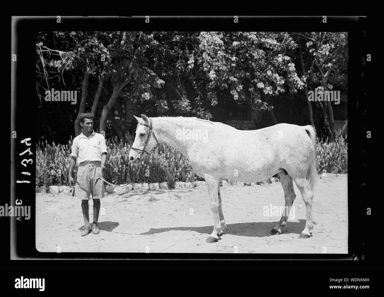 Government Stud Farm, Acre. One of the purebred Arab mares Abstract/medium: G. Eric and Edith Matson Photograph Collection Stock Photo