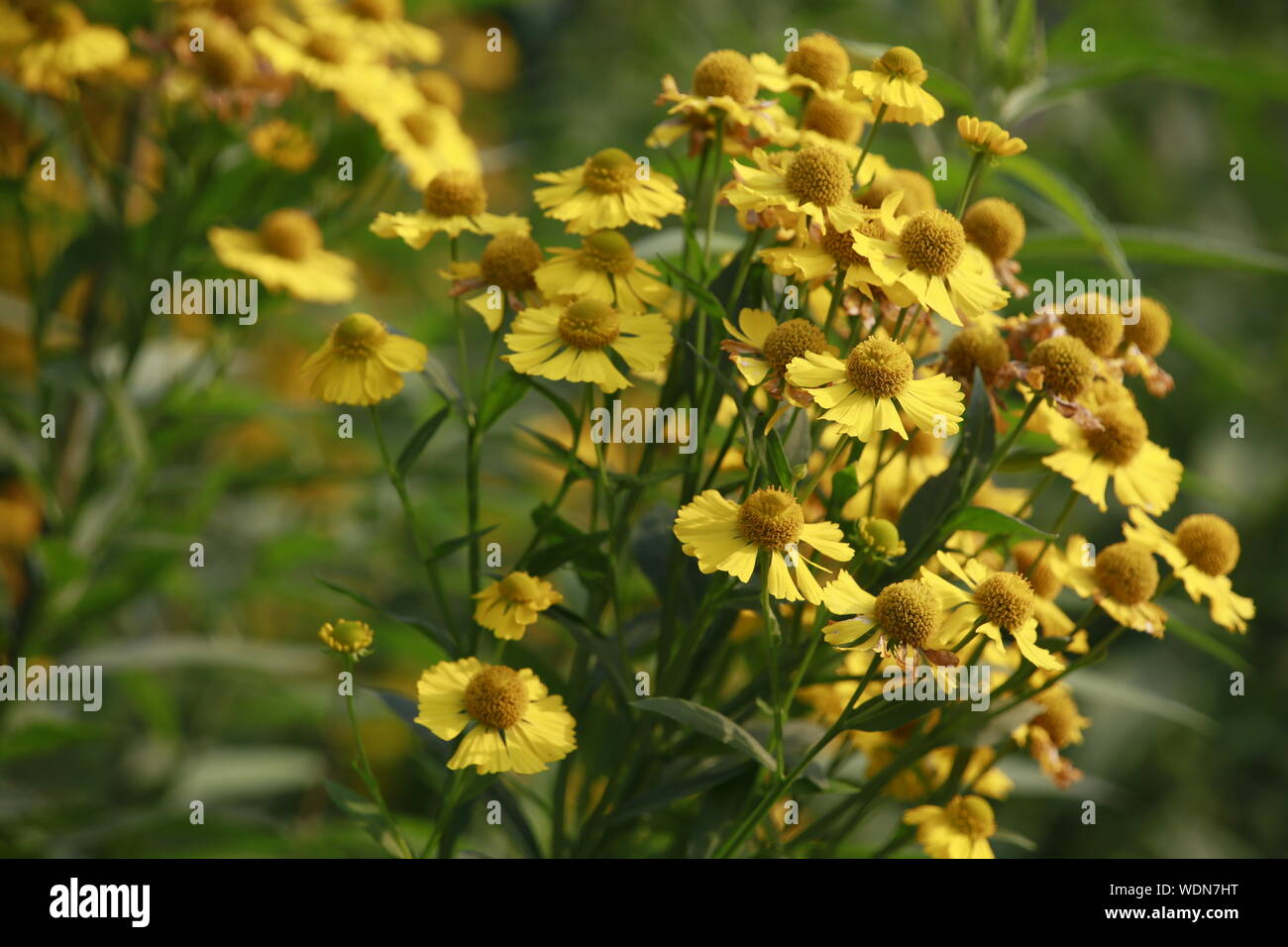 Sonnenbraut Hybride Indianersommer (Helenium spec.) Stock Photo