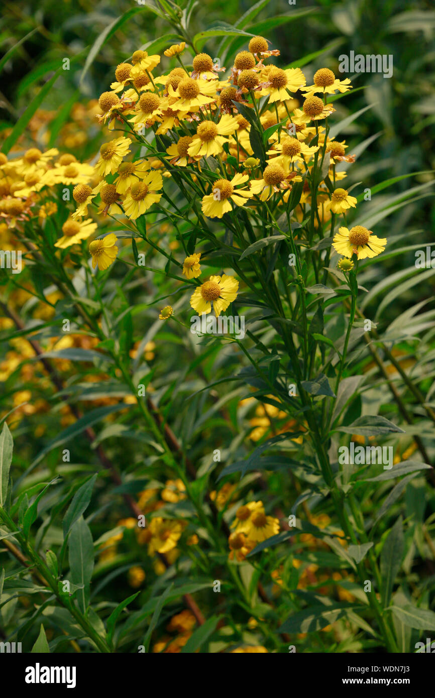 Sonnenbraut Hybride Indianersommer (Helenium spec.) Stock Photo