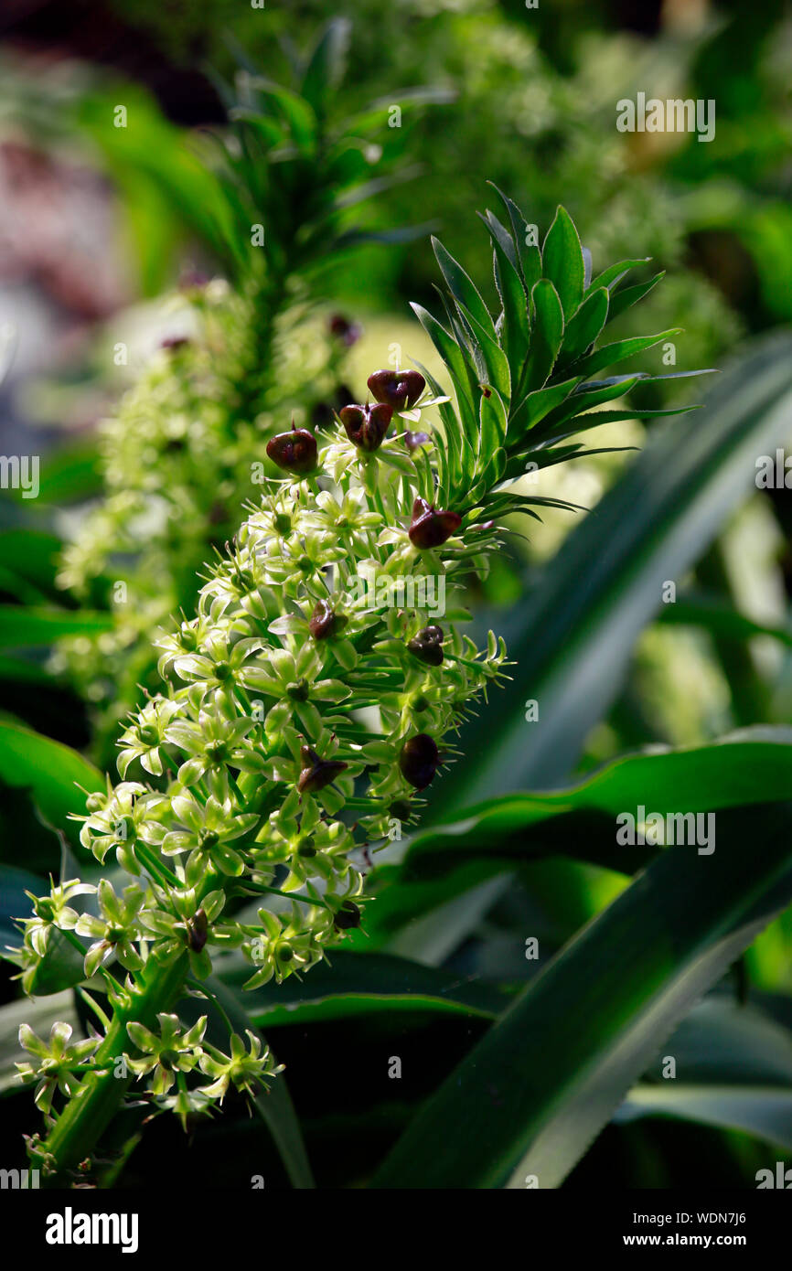 Anananasblume, Anananaslilie (Eucomis comosa), blühende Pflanze im Botanischen Garten, Köln, Nordrhein-Westfalen,Deutschland Stock Photo