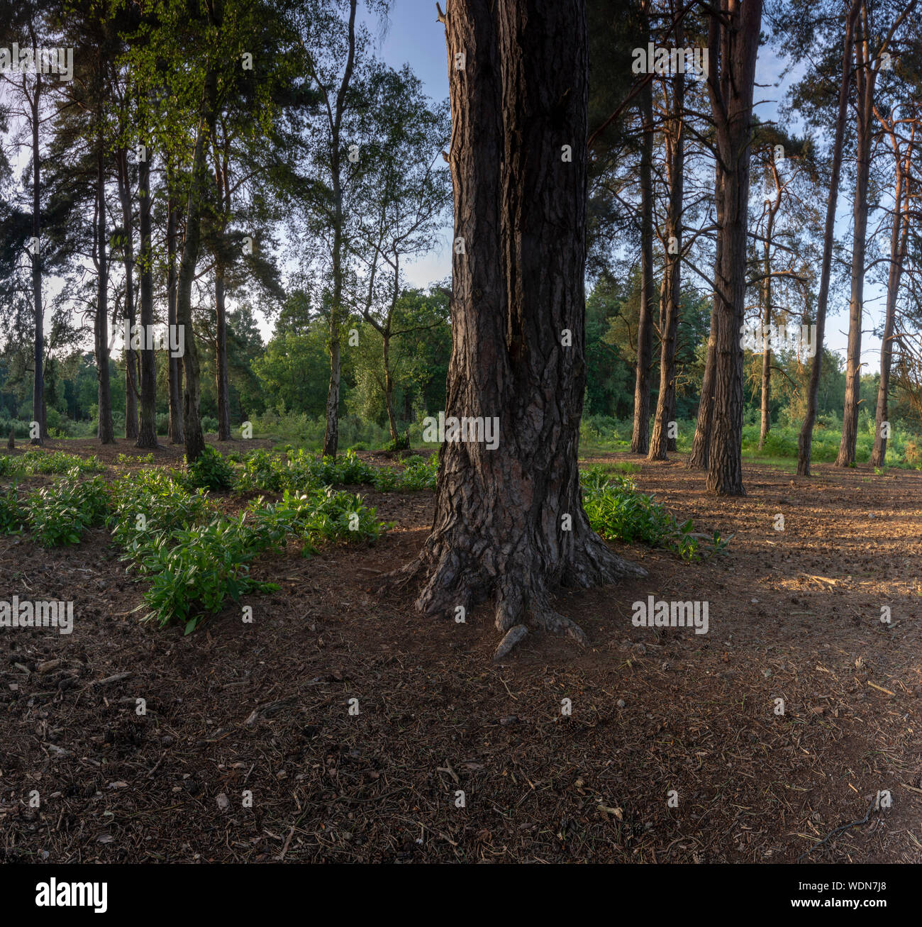 Hampshire woodland england Stock Photo Alamy