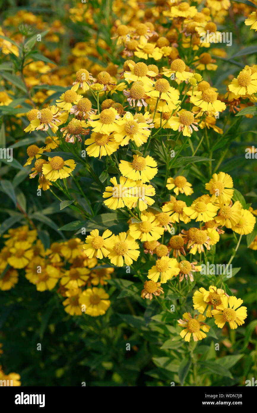 Sonnenbraut Hybride Indianersommer (Helenium spec.) Stock Photo