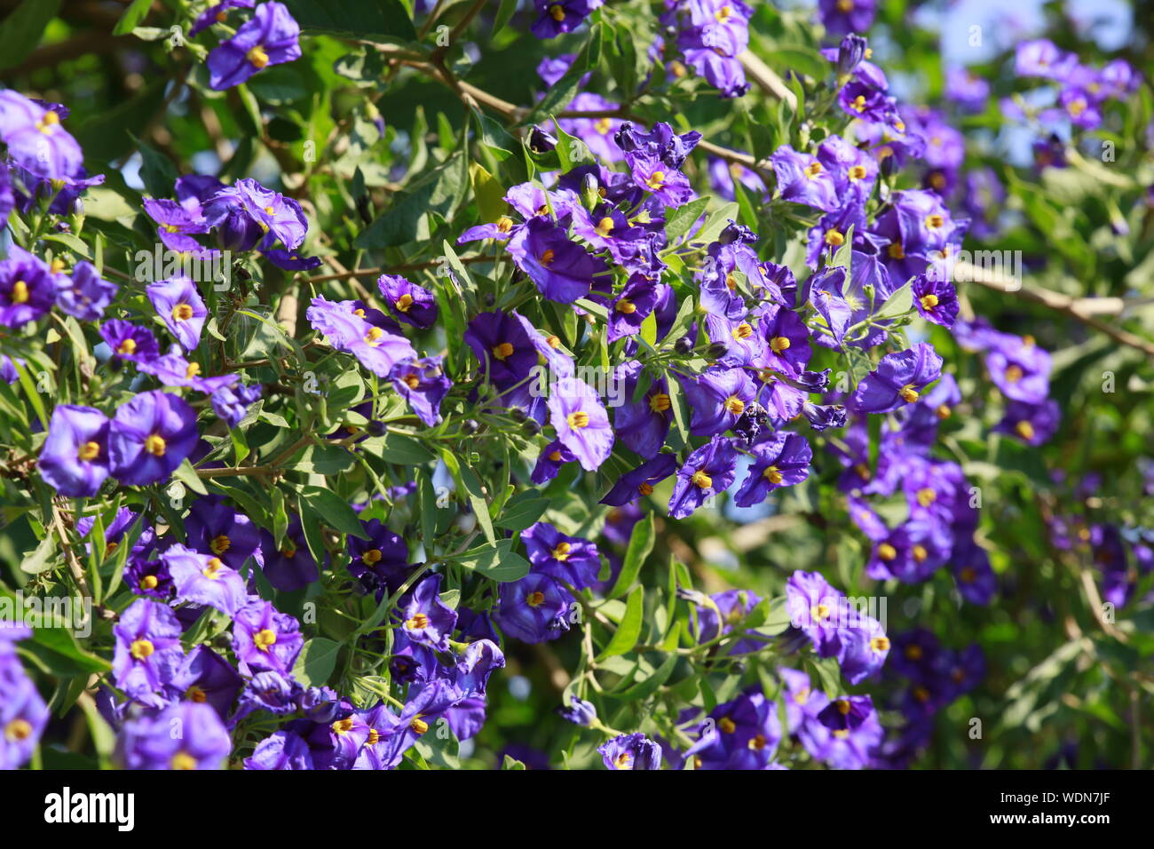 Enzianstrauch, Kartoffelblume, Kartoffelbaum (Lycianthes