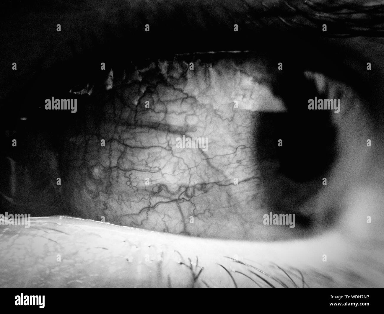Human eye macro iris hires stock photography and images Alamy