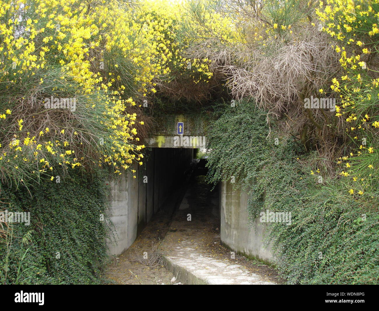Narrow Tunnel Surrounded With Plants Stock Photo