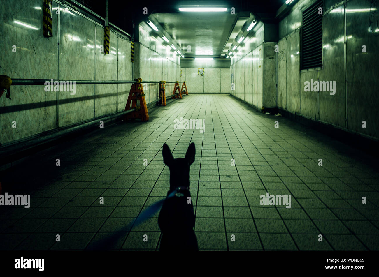 Underground animals hires stock photography and images Alamy