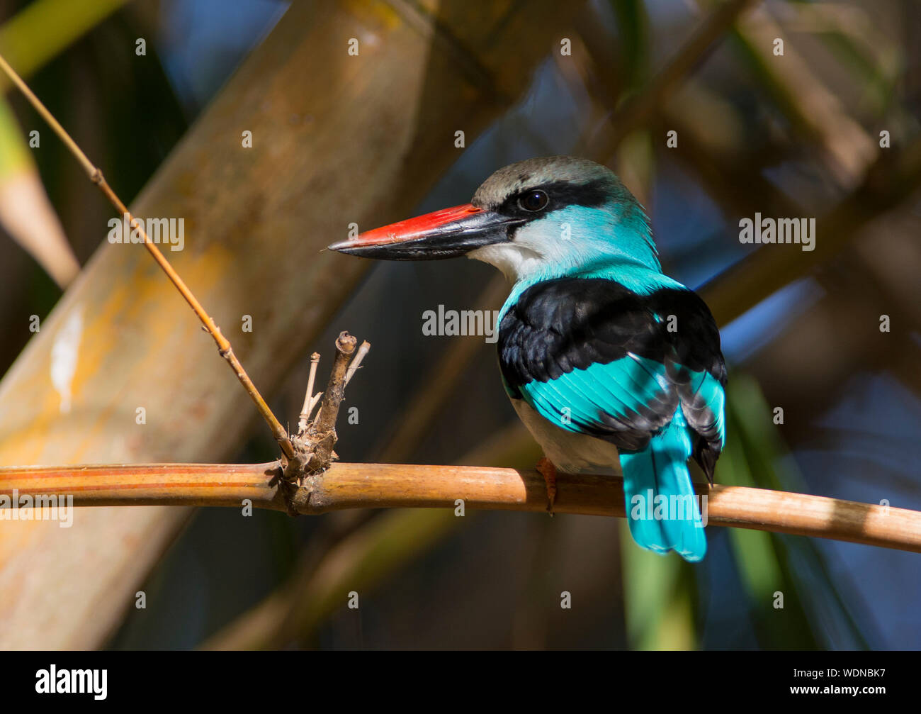 Close up of a Blue-breasted Kingfisher (Halcyon malimbica) sat on bamboo in the sun, The Gambia West African. Stock Photo