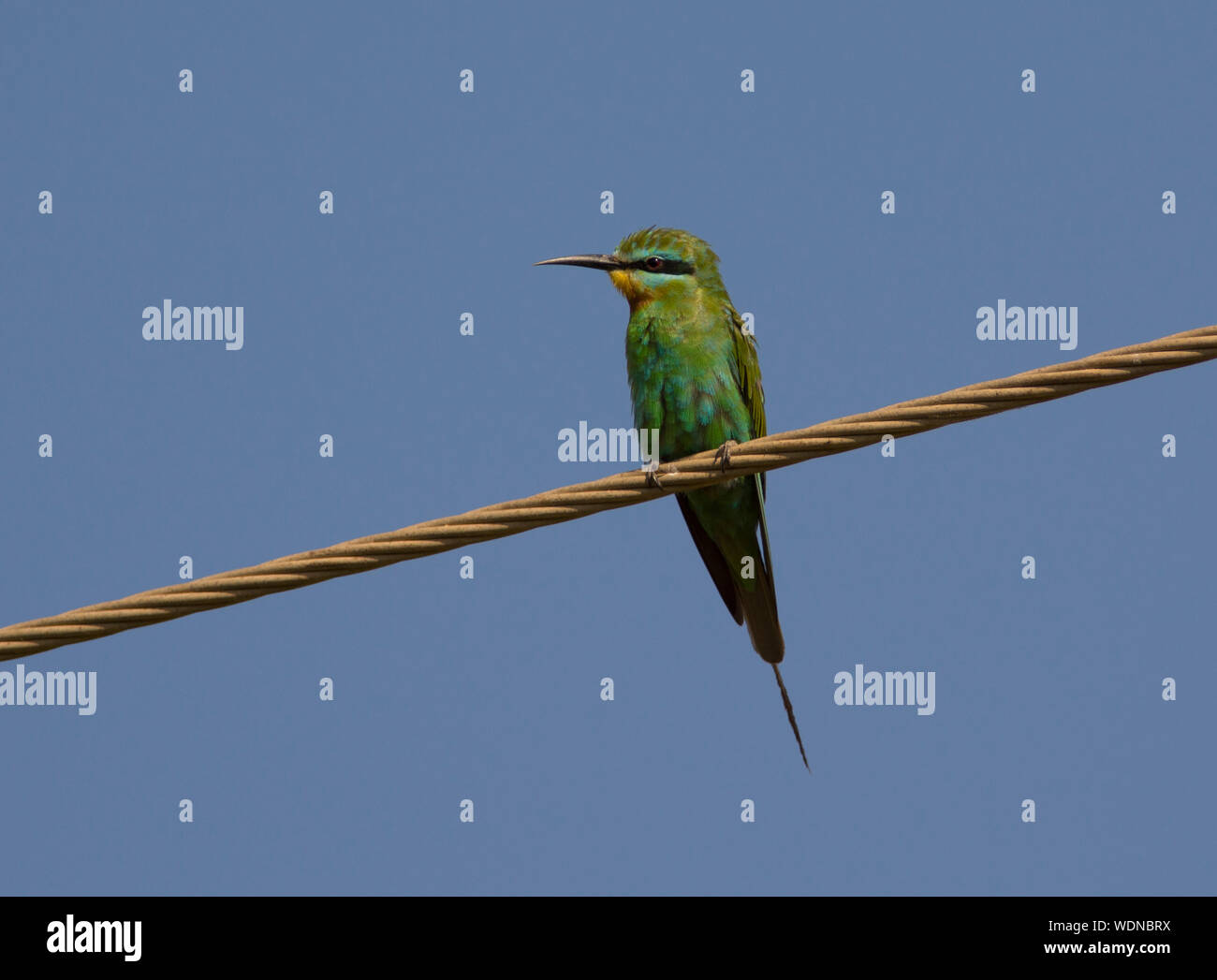 Blue-cheeked Bee-eater (Merops persicus) sat on a wire in the sun in The Gambia West Africa Stock Photo