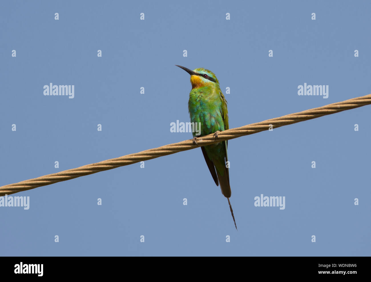 Blue-cheeked Bee-eater (Merops persicus) sat on a wire in the sun in The Gambia West Africa Stock Photo