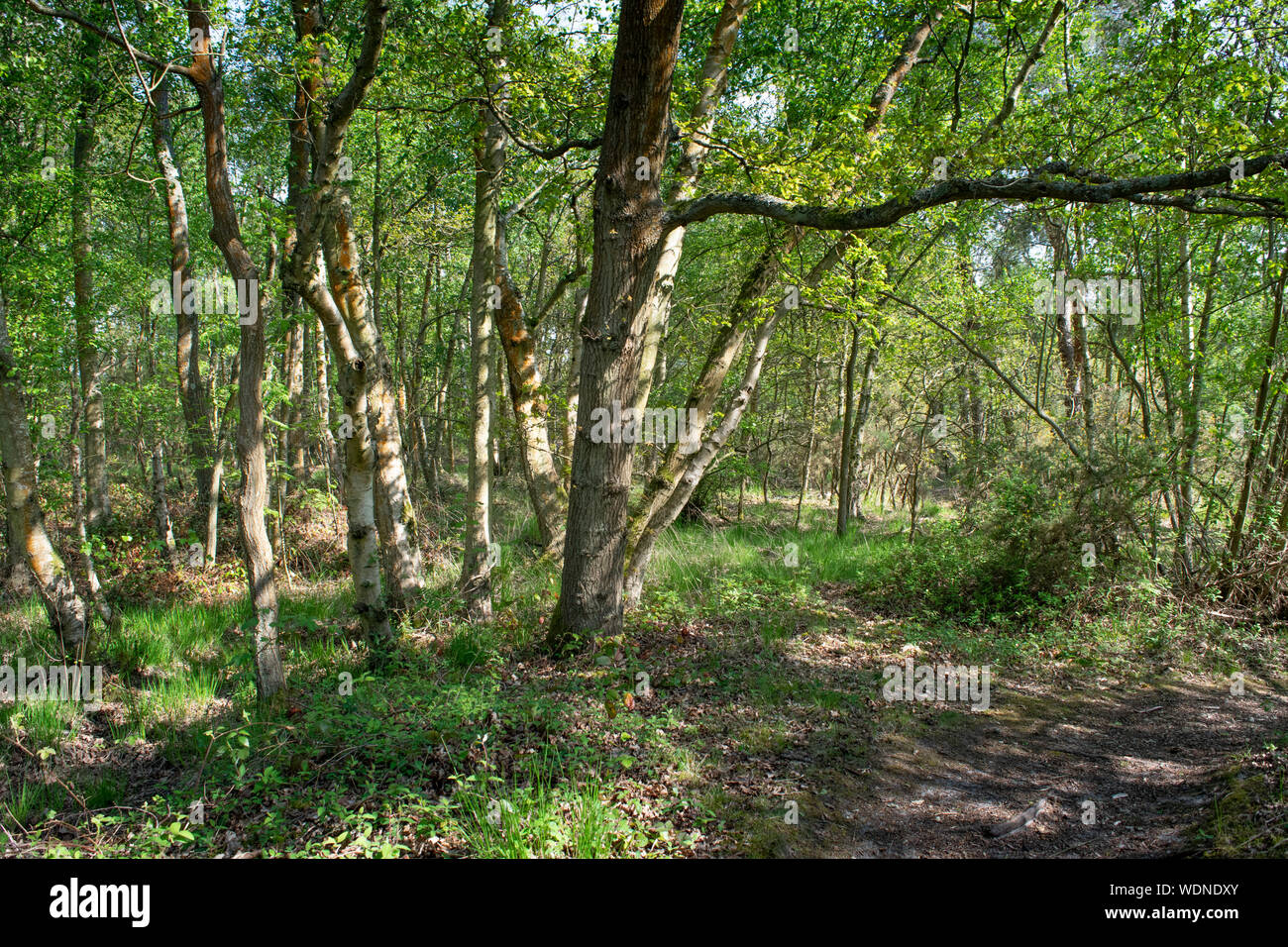 Hampshire woodland england Stock Photo Alamy