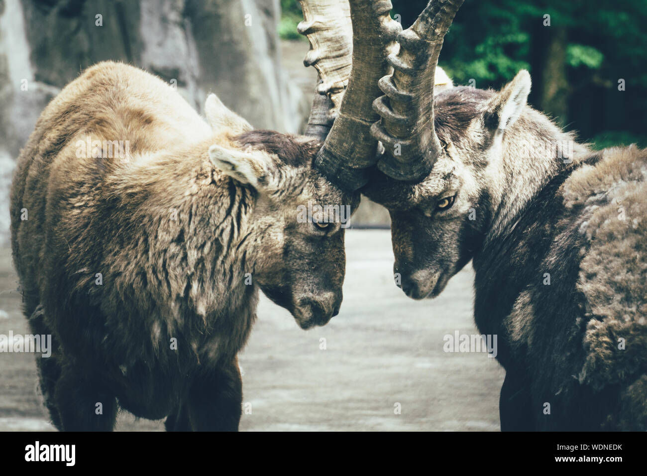Ibexes Locking Horns Stock Photo
