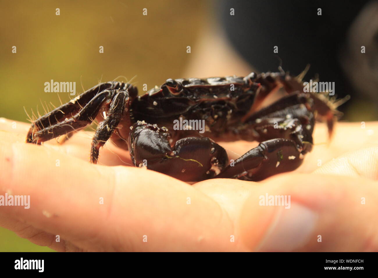 Close-up Of Black Crab On Human Palm Stock Photo