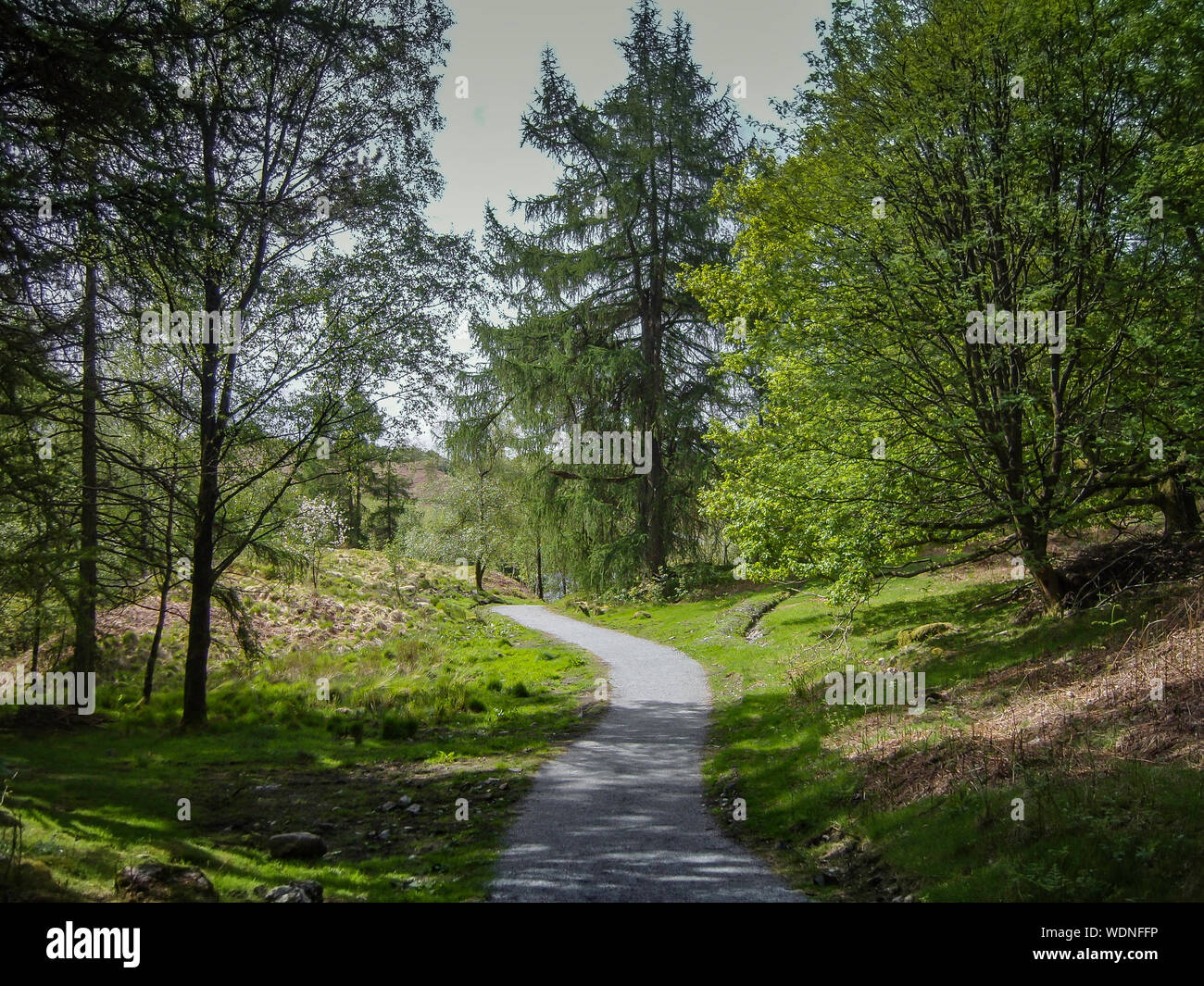 Hampshire woodland england Stock Photo Alamy