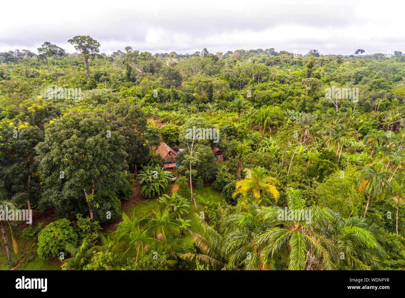 Amazon Agroforestry Parcel/Land with a Variety of Tropical Crops a