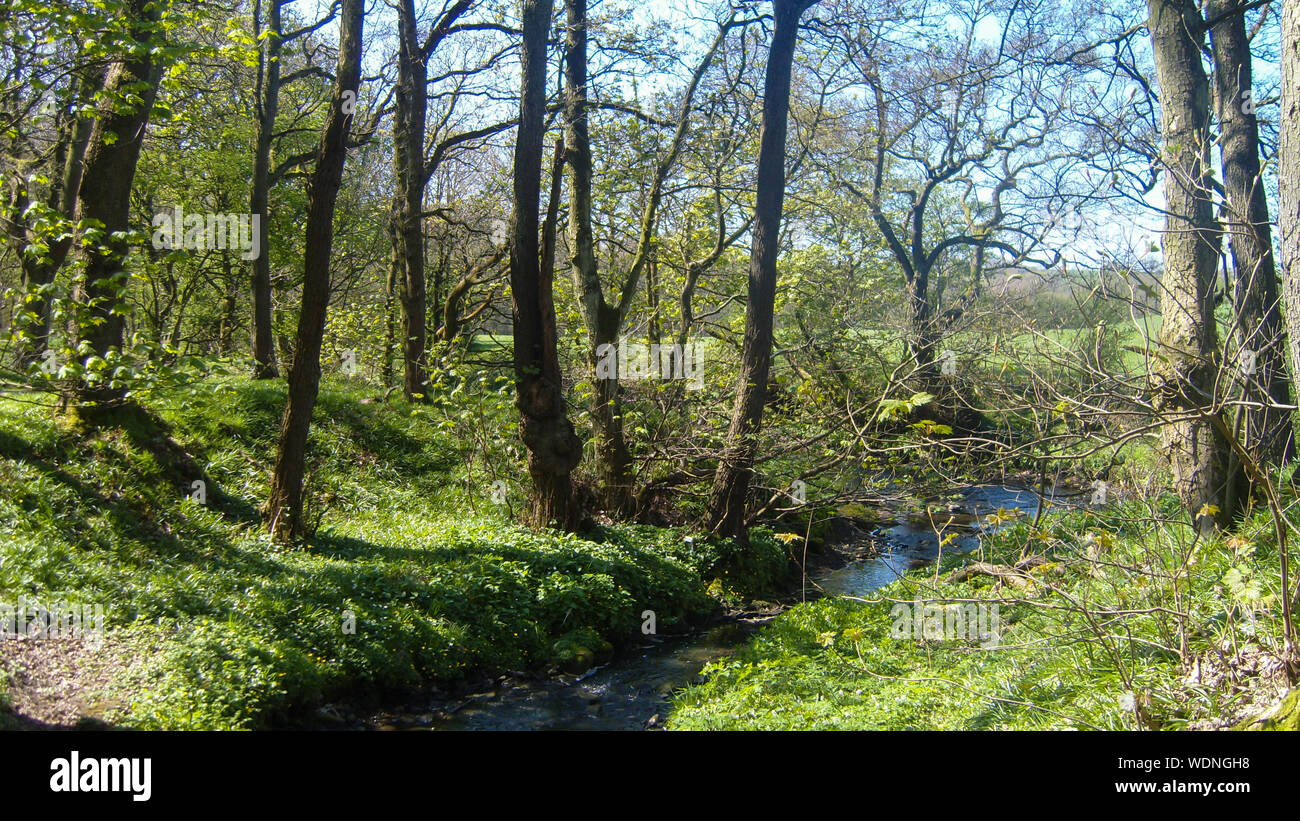 New Forest Hampshire England Stock Photo Alamy