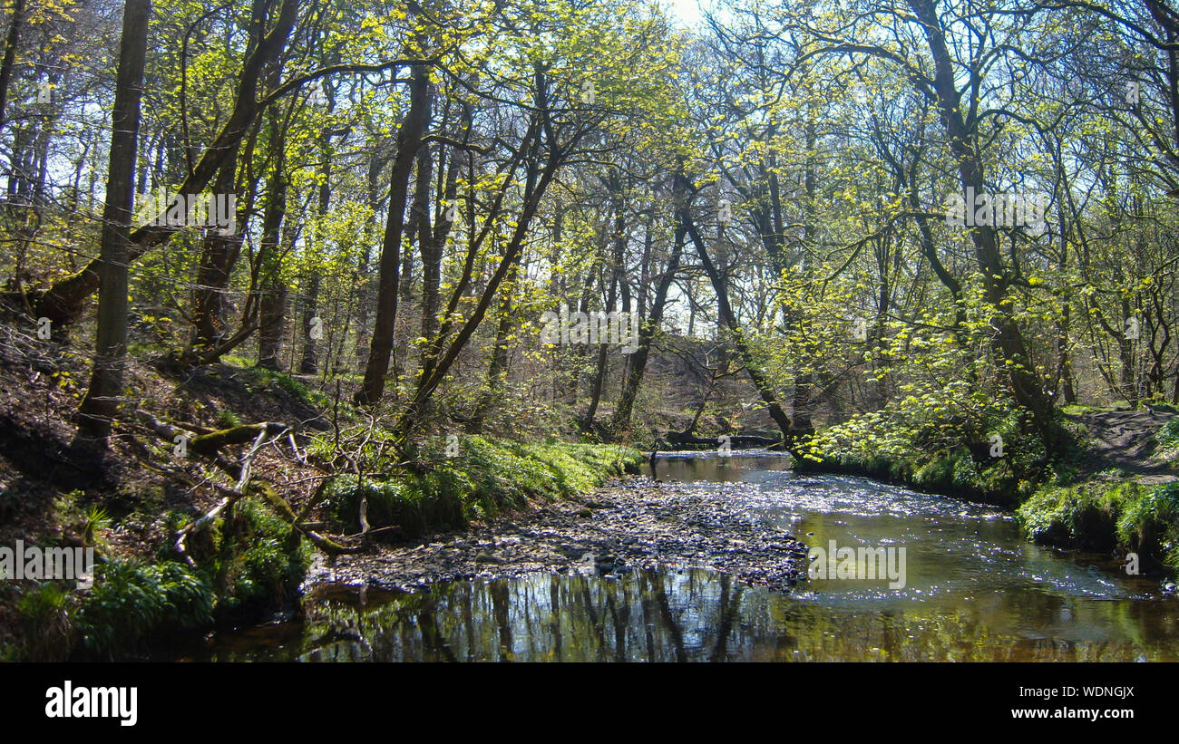 New Forest Hampshire England Stock Photo Alamy