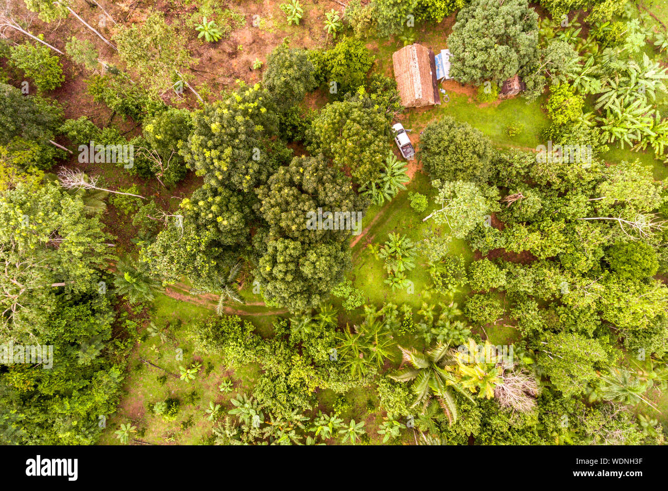 Amazon Agroforestry Parcel/Land with a Variety of Tropical Crops a Bananas, Brazil Nuts, Copoazu, Papaya, Pineapple, Yuca and More Stock Photo