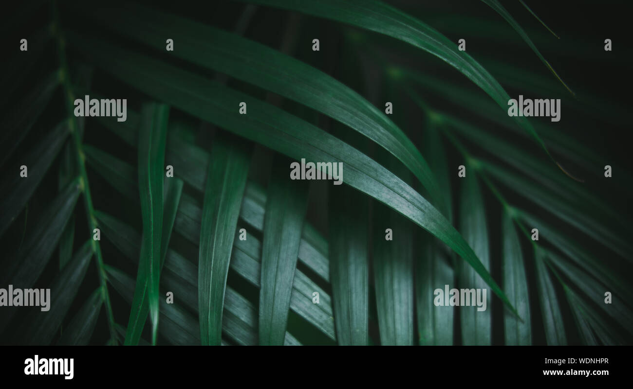 Deep dark green palm leaves pattern. Creative layout, toned image filter effect, long horizontal size banner Stock Photo